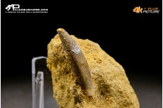 Dente di Zarafasaura oceanis in matrice