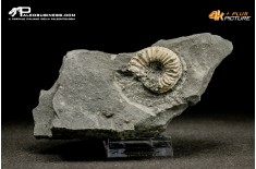 Ammonite Pleuroceras sp.