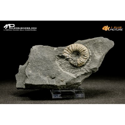 Ammonite Pleuroceras sp.