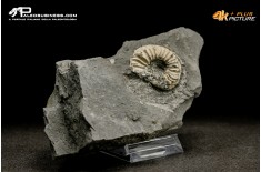 Ammonite Pleuroceras sp.