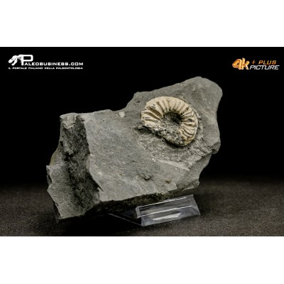 Ammonite Pleuroceras sp.