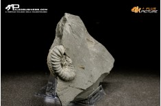 Ammonite Pleuroceras sp.