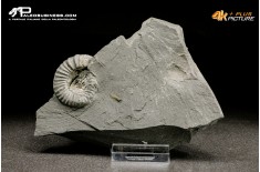 Ammonite Pleuroceras sp.