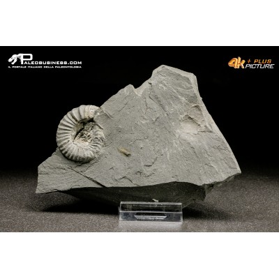 Ammonite Pleuroceras sp.