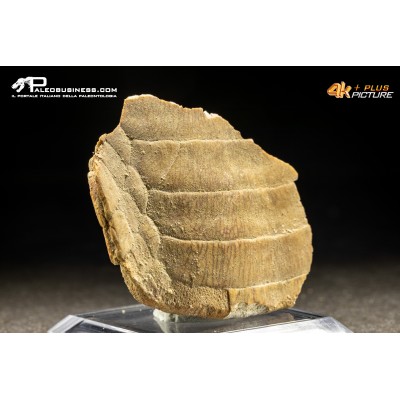 Piastra dentaria di Myliobatis wurnoensis