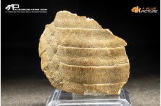 Piastra dentaria di Myliobatis wurnoensis