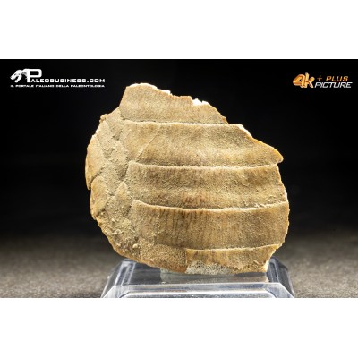 Piastra dentaria di Myliobatis wurnoensis