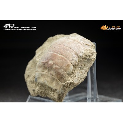 Piastra dentaria di Myliobatis wurnoensis