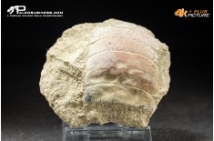 Piastra dentaria di Myliobatis wurnoensis