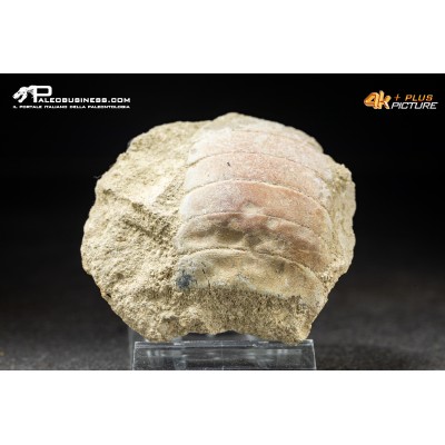 Piastra dentaria di Myliobatis wurnoensis