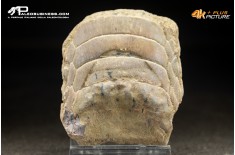Piastra dentaria di Myliobatis wurnoensis