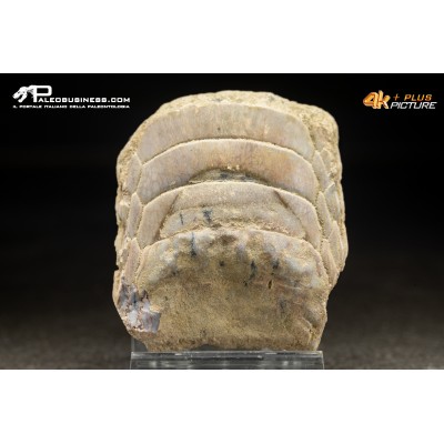 Piastra dentaria di Myliobatis wurnoensis