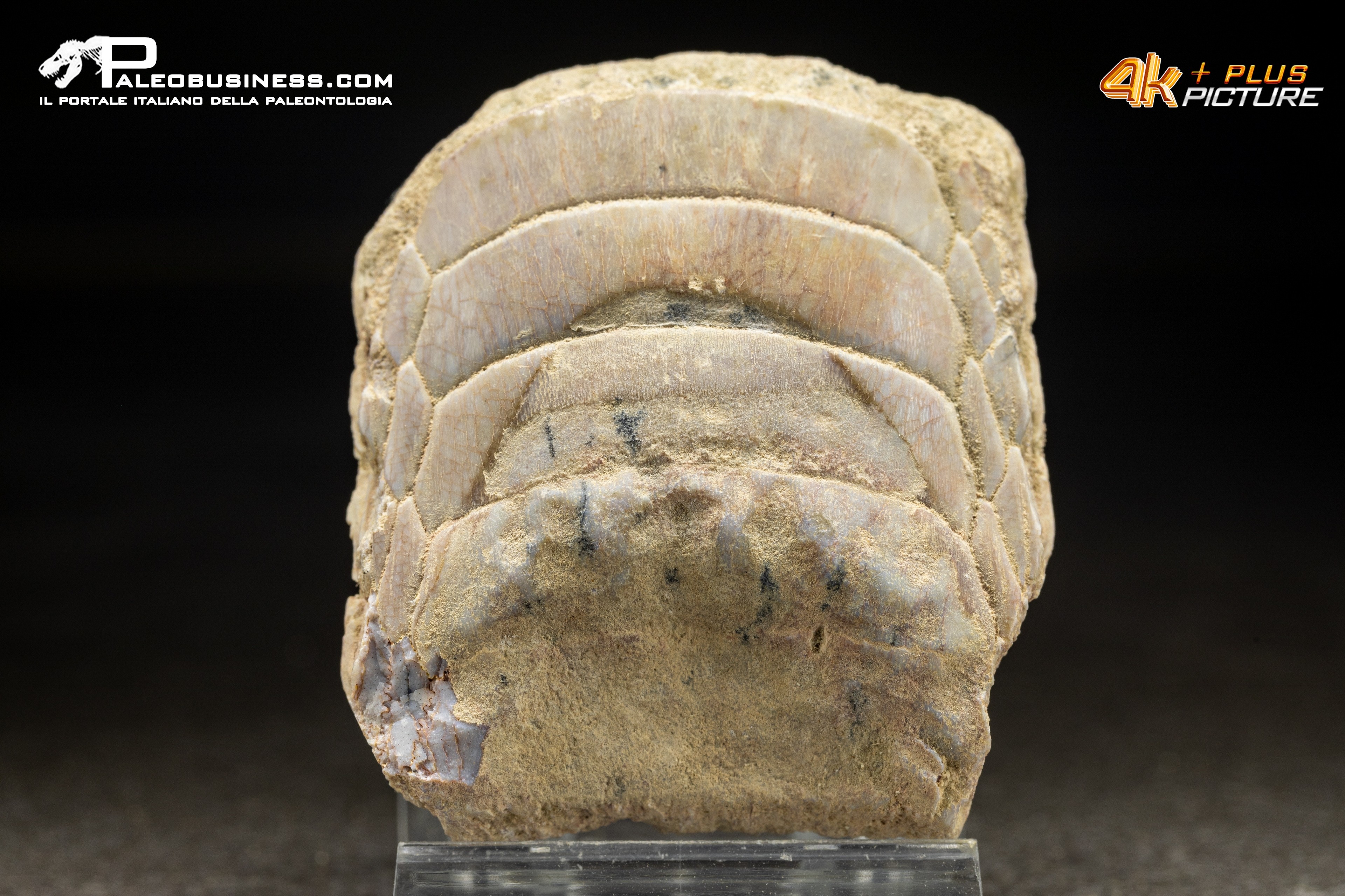 Piastra dentaria di Myliobatis wurnoensis