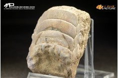 Piastra dentaria di Myliobatis wurnoensis