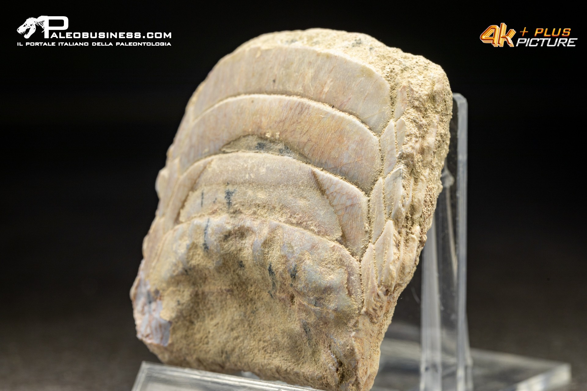 Piastra dentaria di Myliobatis wurnoensis