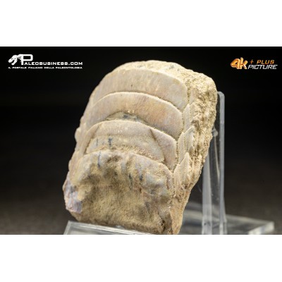 Piastra dentaria di Myliobatis wurnoensis