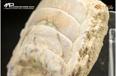 Piastra dentaria di Myliobatis wurnoensis