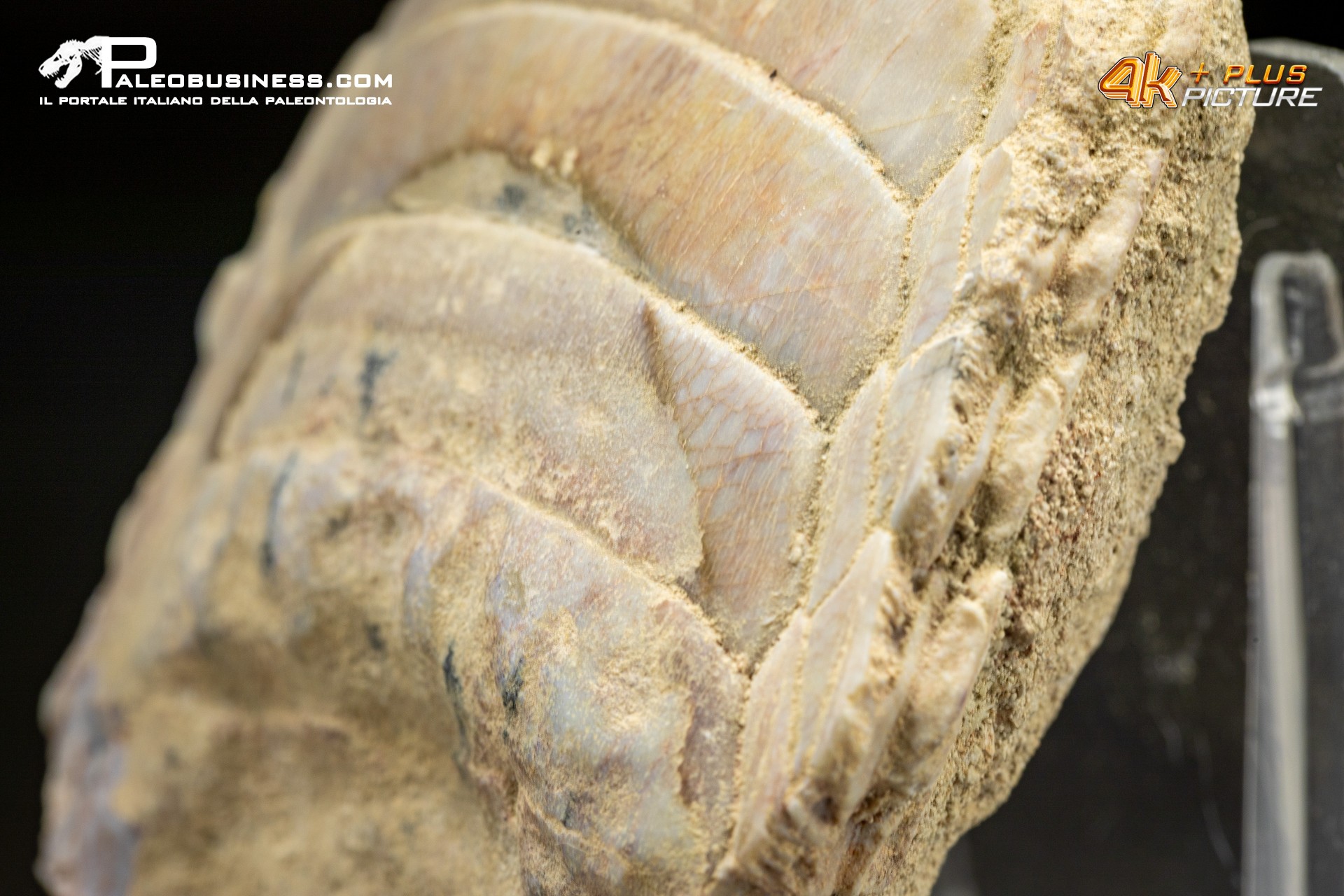 Piastra dentaria di Myliobatis wurnoensis