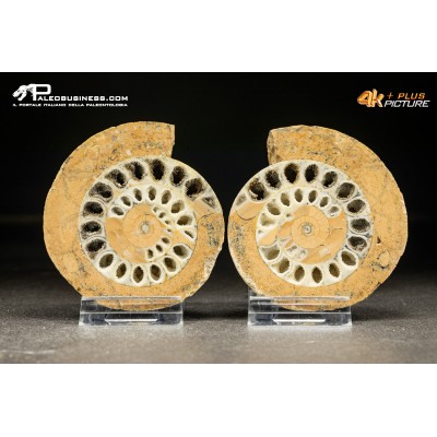 Halorites macer – ammonite sezionata
