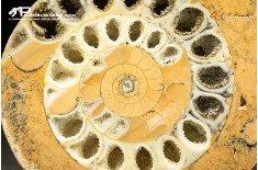 Halorites macer – ammonite sezionata