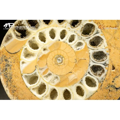 Halorites macer – ammonite sezionata