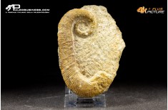 Ammonite eteromorfa Ancyloceras sp.