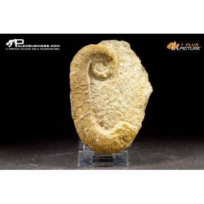 Ammonite eteromorfa Ancyloceras sp.