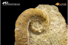 Ammonite eteromorfa Ancyloceras sp.