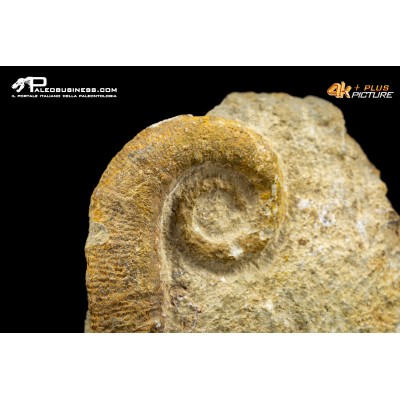Ammonite eteromorfa Ancyloceras sp.
