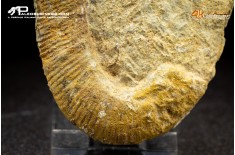 Ammonite eteromorfa Ancyloceras sp.