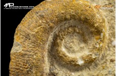 Ammonite eteromorfa Ancyloceras sp.