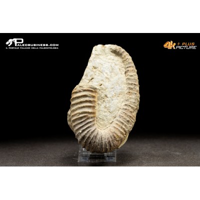 Ammonite eteromorfa Ancyloceras sp.
