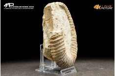 Ammonite eteromorfa Ancyloceras sp.