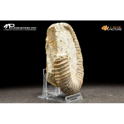 Ammonite eteromorfa Ancyloceras sp.