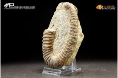 Ammonite eteromorfa Ancyloceras sp.