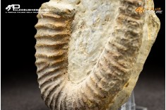 Ammonite eteromorfa Ancyloceras sp.