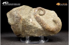Ammonite eteromorfa Ancyloceras sp.