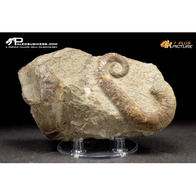 Ammonite eteromorfa Ancyloceras sp.