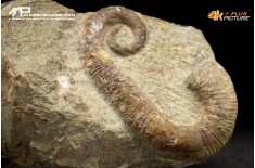 Ammonite eteromorfa Ancyloceras sp.