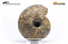 Ammonite Vascoceras sp.