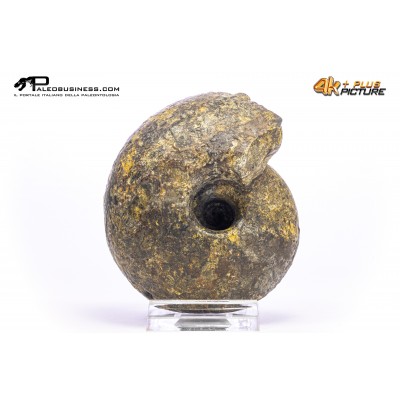 Ammonite Vascoceras sp.