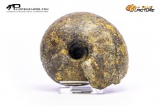Ammonite Vascoceras sp.