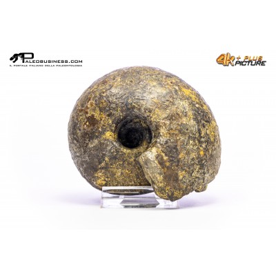 Ammonite Vascoceras sp.