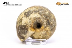 Ammonite Vascoceras sp.