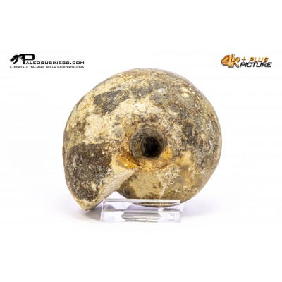 Ammonite Vascoceras sp.
