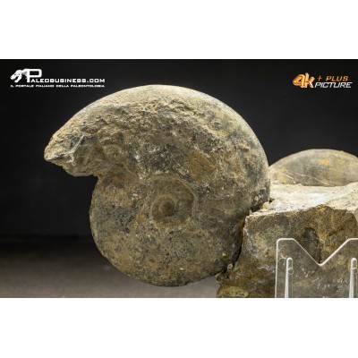 Ammonite Lytoceras sp.
