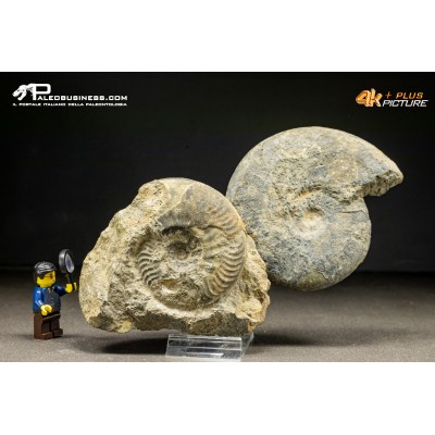 Ammonite Lytoceras sp.