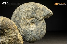 Ammonite Lytoceras sp.
