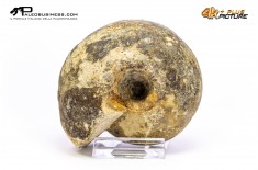 Ammonite Vascoceras sp.