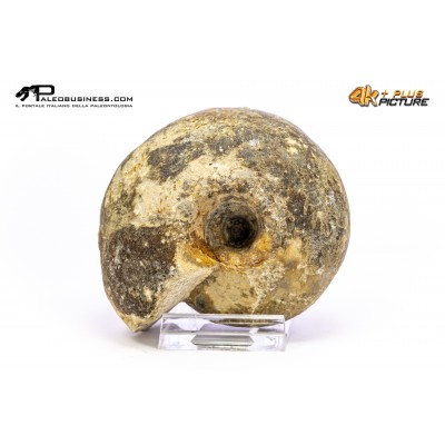 Ammonite Vascoceras sp.